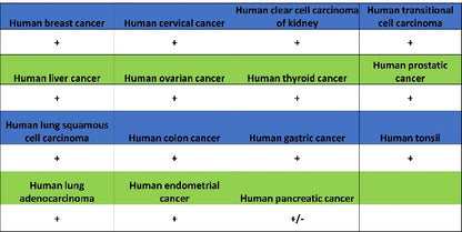 Rictor Recombinant Rabbit mAb (S-2601-26)