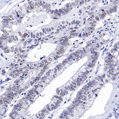 OGT Mouse mAb