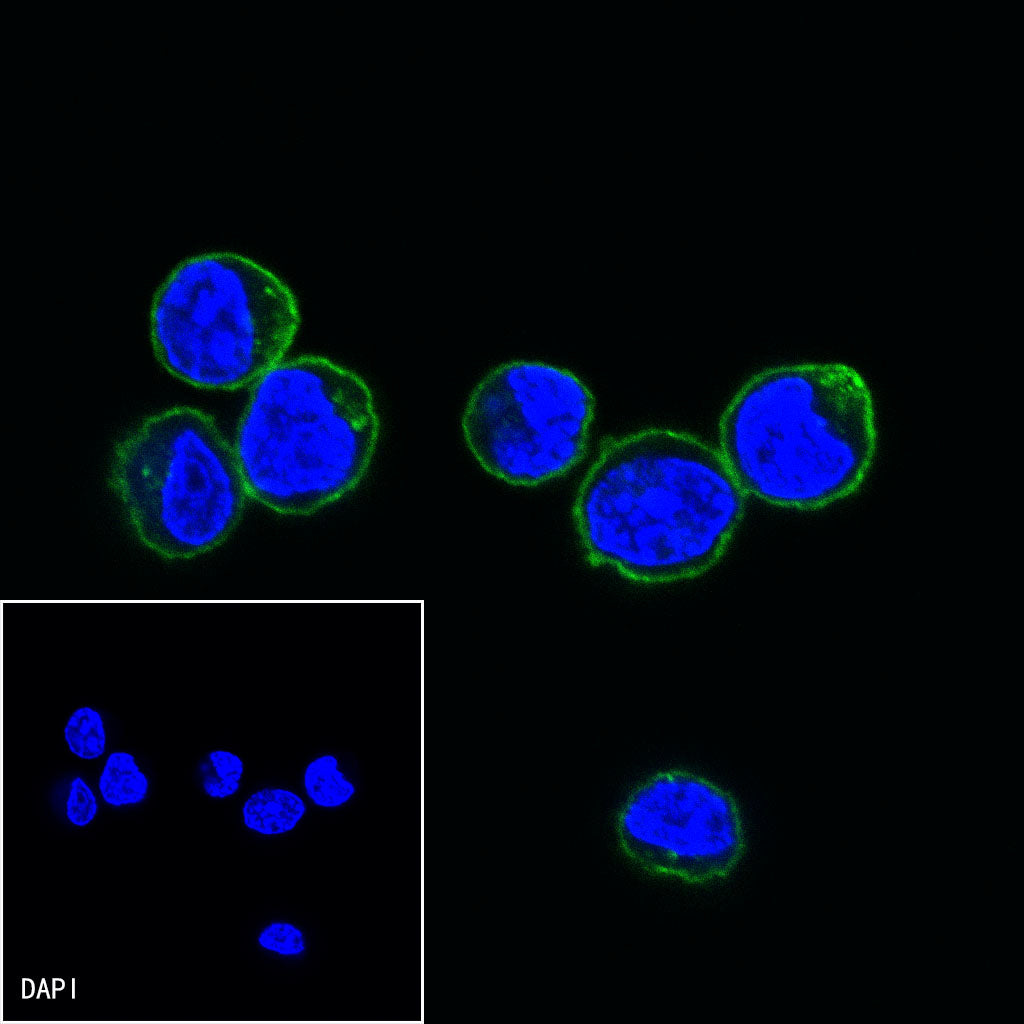 CD10 Mouse mAb (S-713-5)