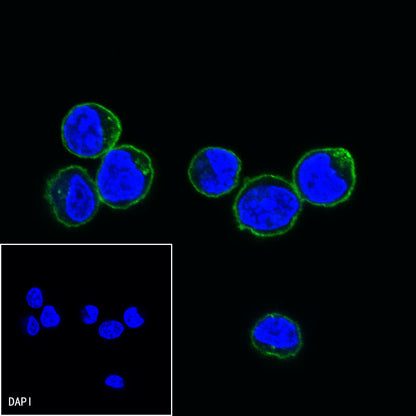 CD10 Mouse mAb (S-713-5)