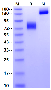 CD55/DAF Fc Chimera Protein, Human