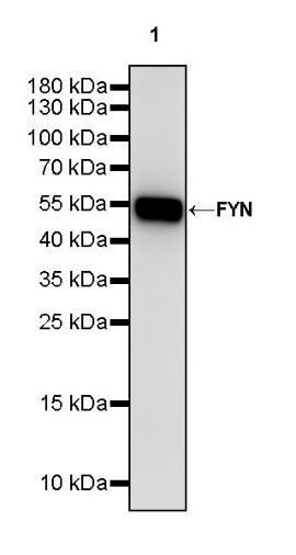 FYN Recombinant Rabbit mAb (S-2157-52)