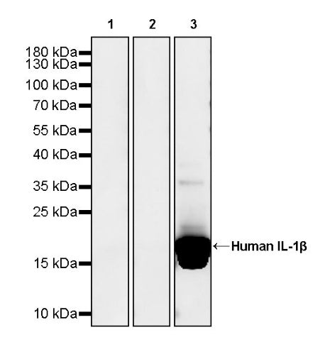 Anti-Human IL-1β Monoclonal Antibody (Canakinumab)