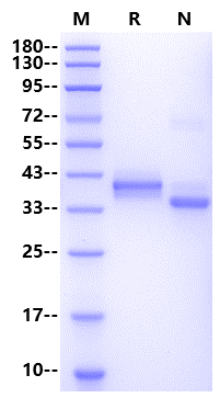 IL-12/IL-23 p40 Monomer Protein, Human