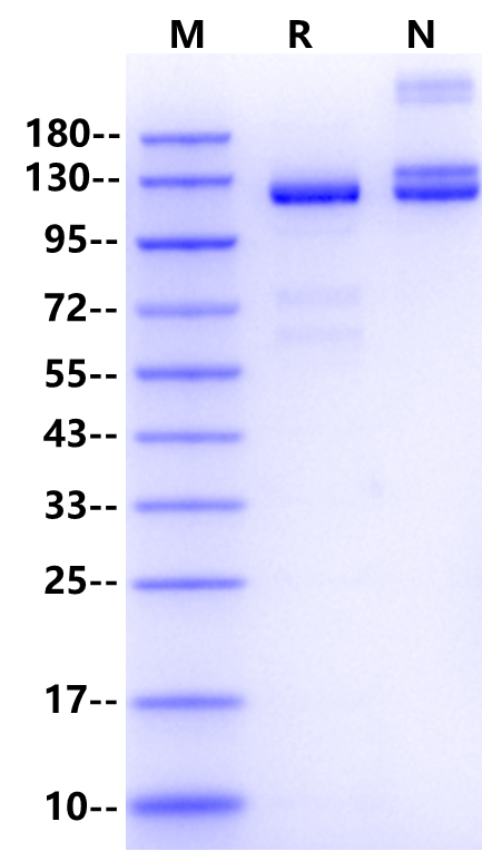 Klotho Protein, Mouse