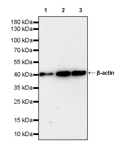 Goat Anti-Rabbit IgG (H+L), F(ab')2 Fragment (HRP Conjugate)