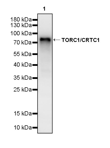 TORC1/CRTC1 Recombinant Rabbit mAb (S-3978-42)