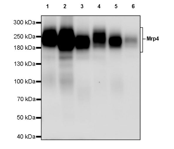 Mrp4 Recombinant Rabbit mAb (S-2305-17)