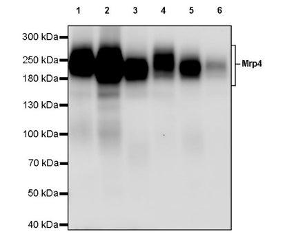 Mrp4 Recombinant Rabbit mAb (S-2305-17)