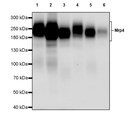 Mrp4 Recombinant Rabbit mAb (S-2305-17)