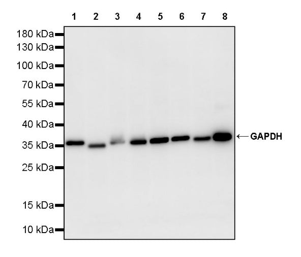 GAPDH Recombinant Mouse mAb (S-4721)