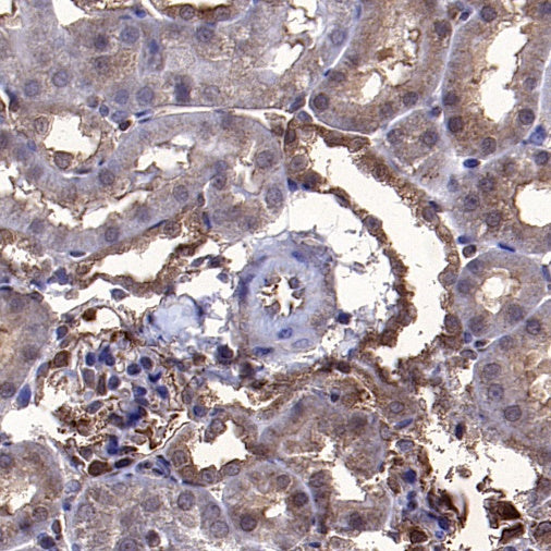PPIA Recombinant Rabbit mAb (S-2406-28)