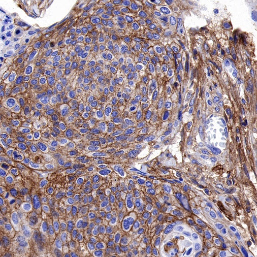CD44 Recombinant Rabbit mAb (S-944-25)