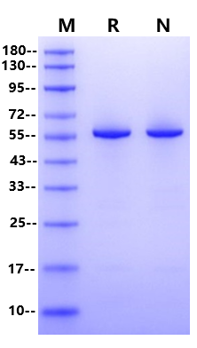 T4 DNA Ligase