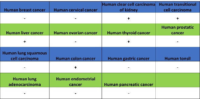 MRP2 Recombinant Rabbit mAb (S-2316-41)