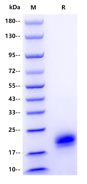 IL-5 His Tag Protein, Human