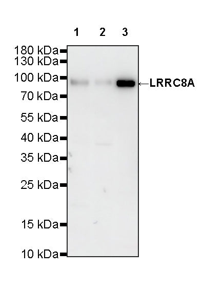 LRRC8A Recombinant Rabbit mAb (S-4149-44)