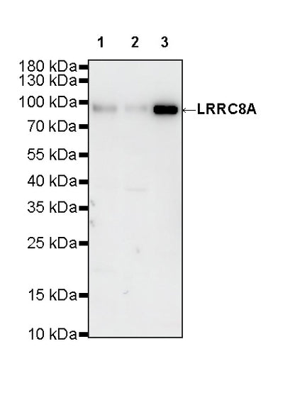 LRRC8A Recombinant Rabbit mAb (S-4149-44)