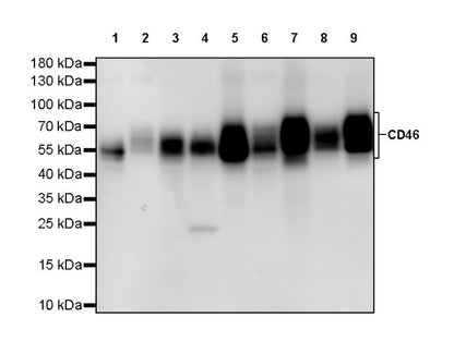 CD46 Recombinant Rabbit mAb (S-668-119)