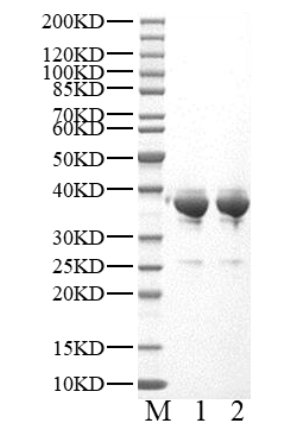 CDK2 Protein