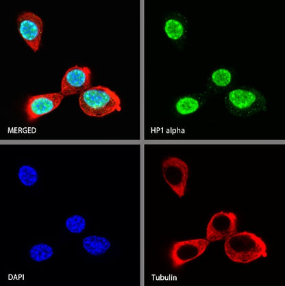 HP1α Recombinant Rabbit mAb (S-1462-53)