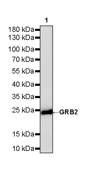GRB2 Recombinant Rabbit mAb (S-5948)