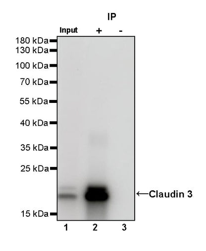 Claudin 3 Recombinant Rabbit mAb (S-819-131)