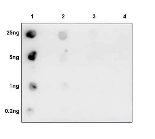 Histone H3 (di methyl K79) Rabbit polyclonal antibody