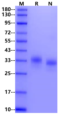 IL-29/IFN-λ1 Protein, Human