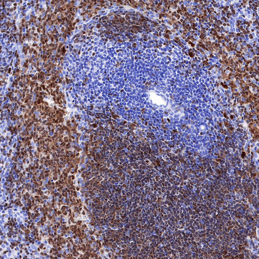 BOB-1 Recombinant Rabbit mAb (SDT-263-55)