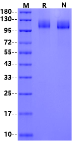 VEGF R2/KDR His Tag Protein, Rhesus macaque