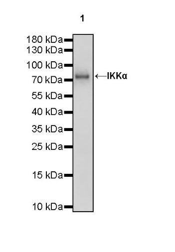 IKKα Rabbit polyclonal antibody
