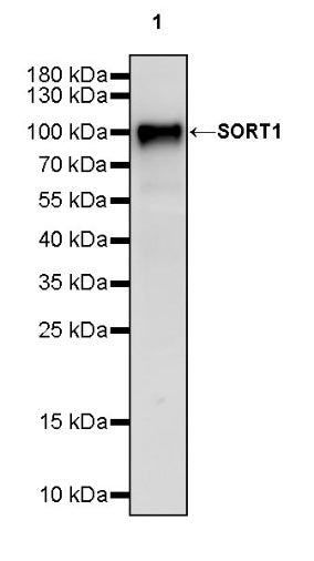 SORT1 Recombinant Rabbit mAb (S-2233-47)