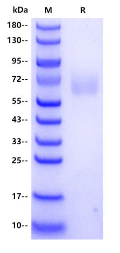 Human NTB-A/SLAMF6/CD352 Protein, hFc tag