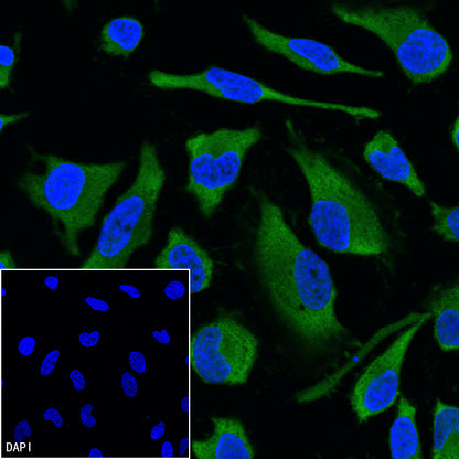GAPDH Recombinant Mouse mAb (FITC Conjugate) (S-4721)