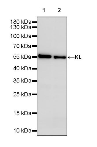 KL Recombinant Rabbit mAb (S-2245-169)