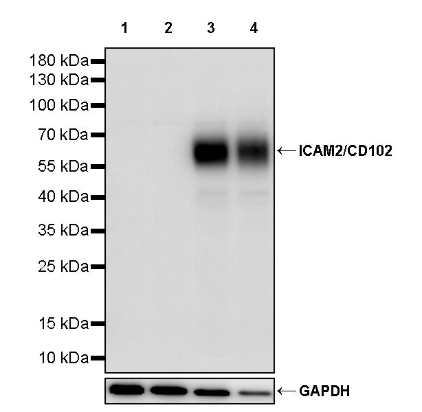 ICAM2/CD102 Rabbit Polyclonal Antibody