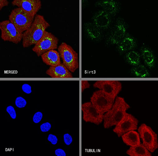 Sirt3 Recombinant Rabbit mAb (S-2004-6)