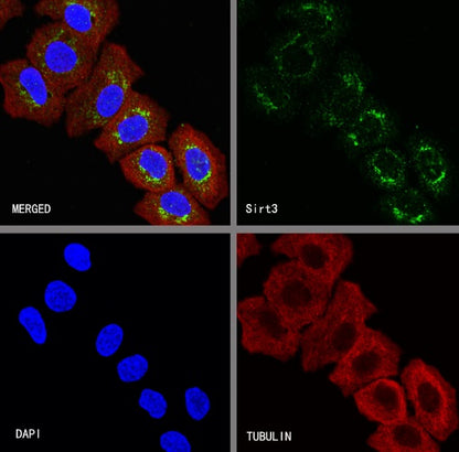 Sirt3 Recombinant Rabbit mAb (S-2004-6)