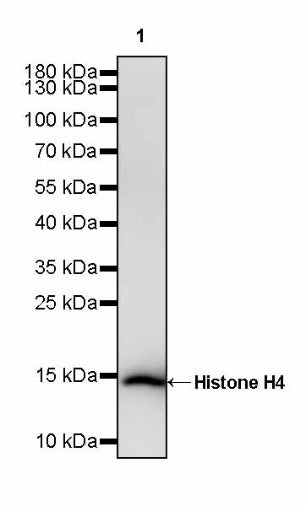 Histone H4 Recombinant Rabbit mAb (S-499-253)