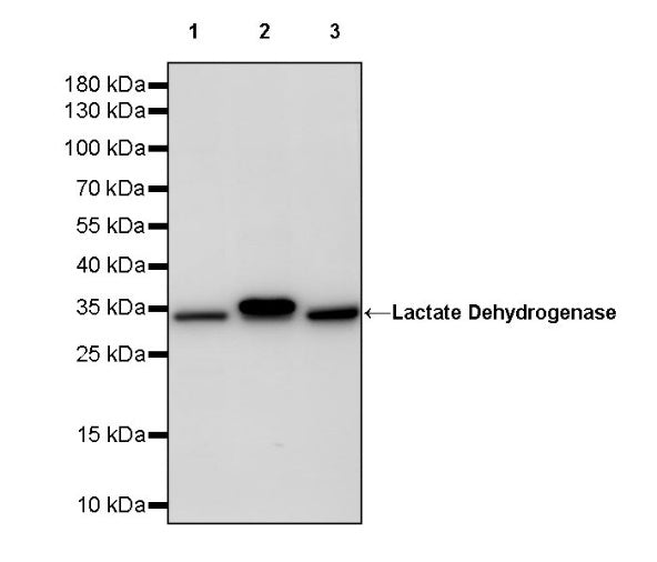 Lactate Dehydrogenase Rabbit Polyclonal Antibody