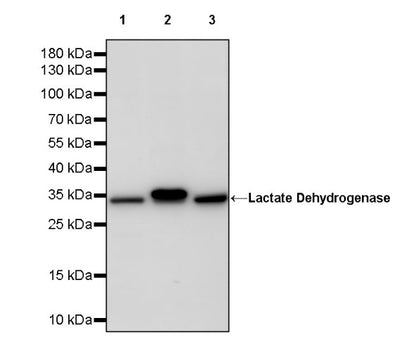 Lactate Dehydrogenase Rabbit Polyclonal Antibody