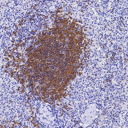 BANK1 Recombinant Rabbit mAb, PBS Only (SDT-2265-37)