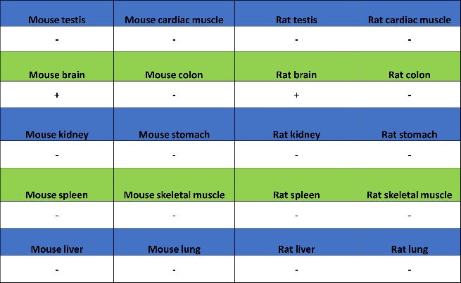 Tenascin C Recombinant Rabbit mAb (S-775-274)