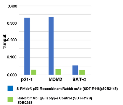 S-RMab® p53 Recombinant Rabbit mAb (SDT-R118)