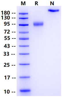 Biotinylated Axl Fc&Avi Tag Protein, Human