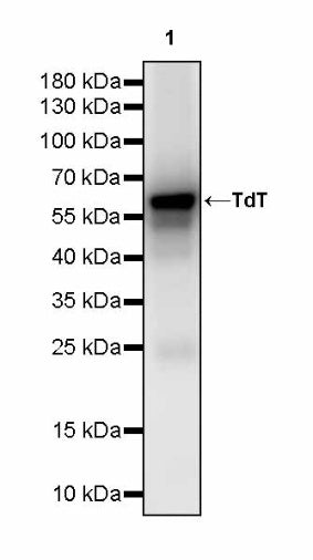 TdT Recombinant Mouse mAb (SDT-4203)