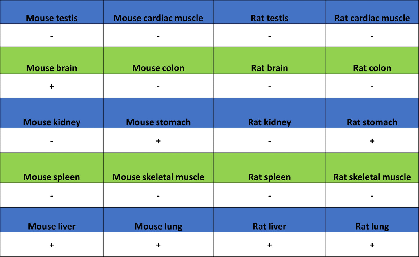 ALCAM Recombinant Rabbit mAb (S-4080-40)
