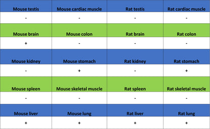 ALCAM Recombinant Rabbit mAb (S-4080-40)