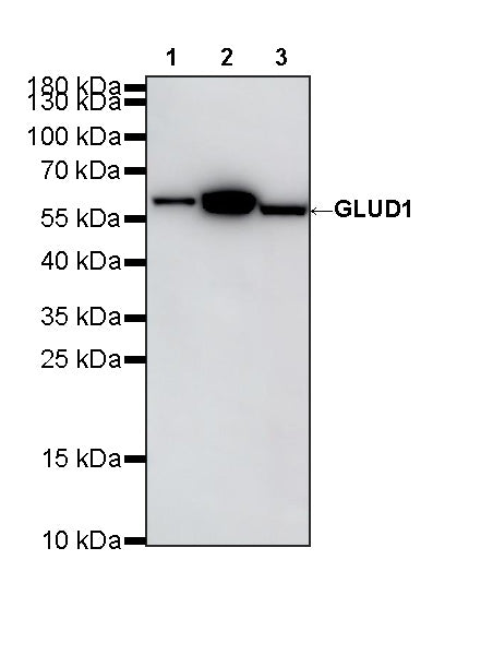 GLUD1 Mouse mAb